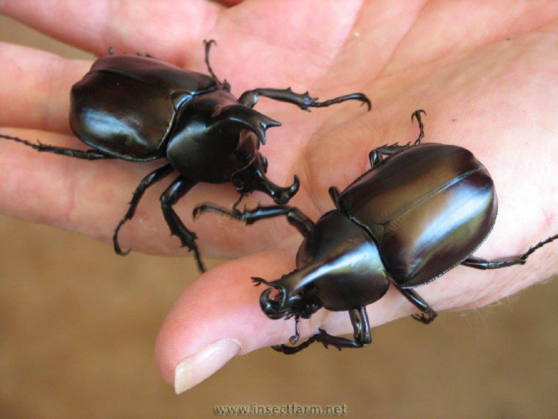 rhino beetle for sale australia